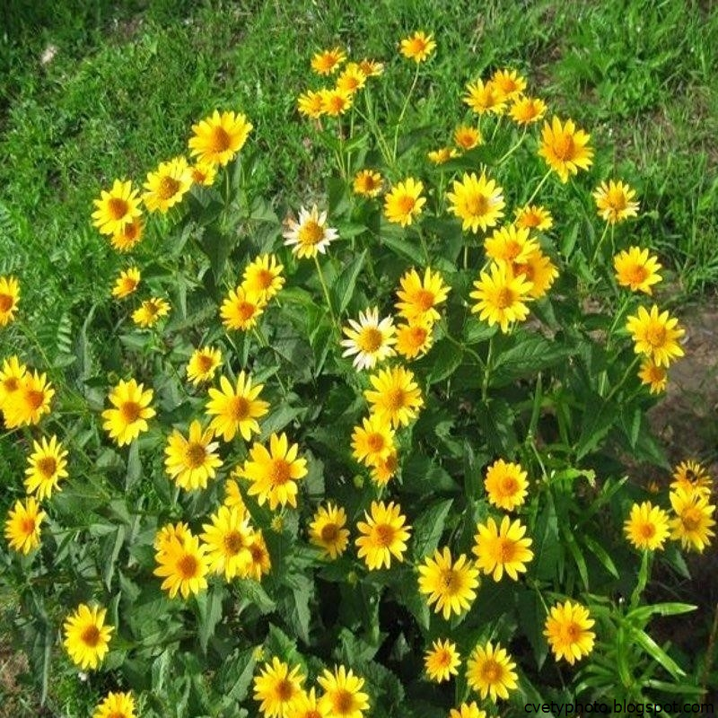 Многолетние желтые цветы фото и названия: самые красивые садовые многолетники с желтыми и оранжевыми цветками, ТОП 60