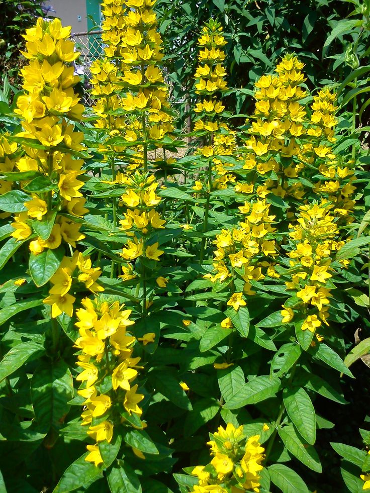 Многолетние желтые цветы фото и названия: самые красивые садовые многолетники с желтыми и оранжевыми цветками, ТОП 60