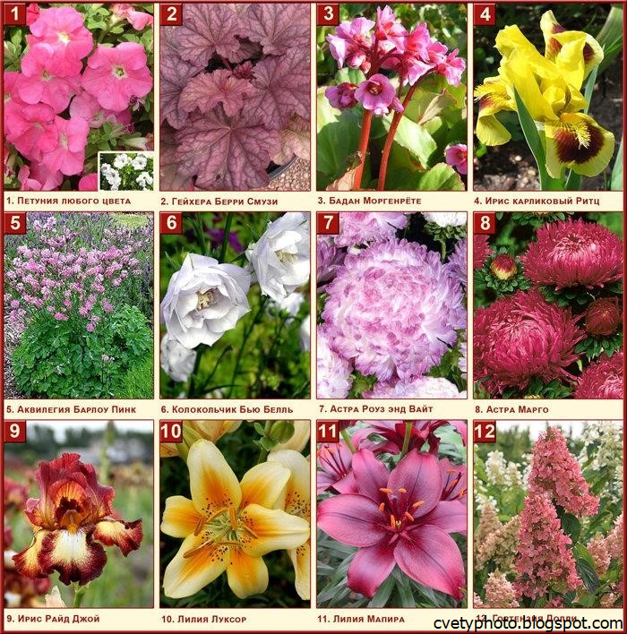 Название цветов и фото для клумбы: Цветы для клумбы - самые лучшие (100 фото)