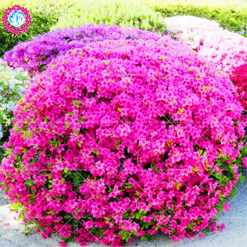 Многолетние цветущие кустарники для дачи: Декоративные кустарники: морозостойкие, многолетние, красивые, низкие для сада и дачи, цветущие все лето розовыми и желтыми цветами
