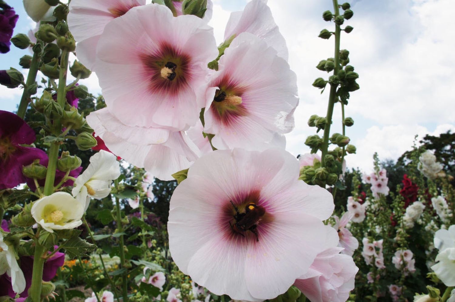 Однолетние высокие цветы: 6 лучших однолетних растений-гигантов для цветника