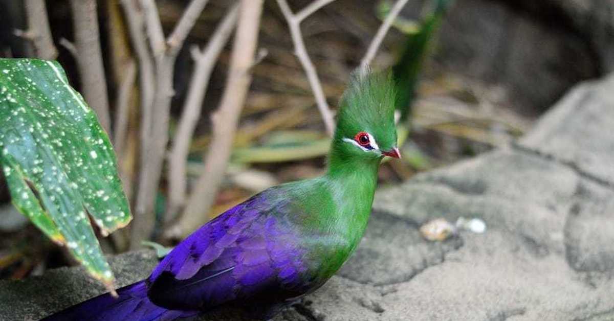 Фиолетовый с зеленым: Сочетания цветов: фиолетовый и зеленый
