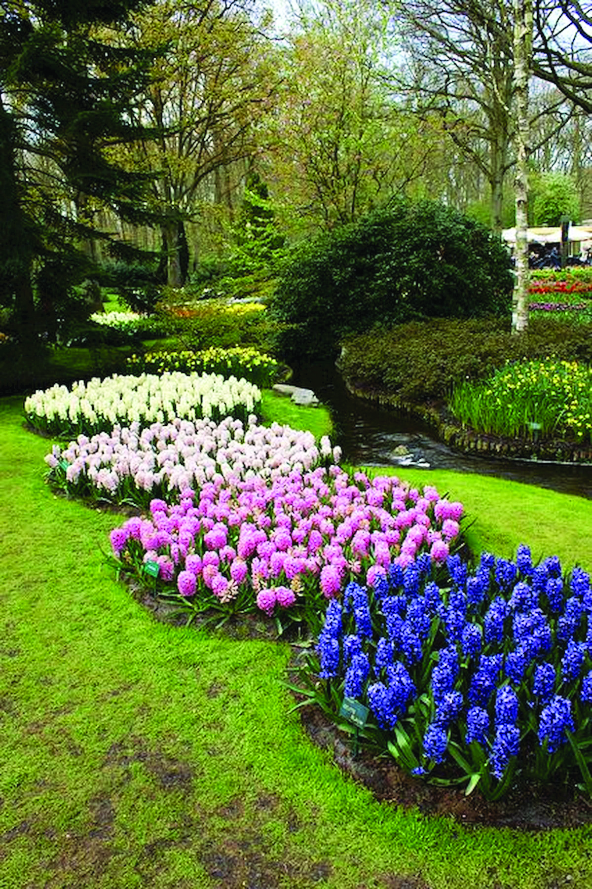 Цветы на огороде фото: 105 фото красивых и простых идей по оформлению участка