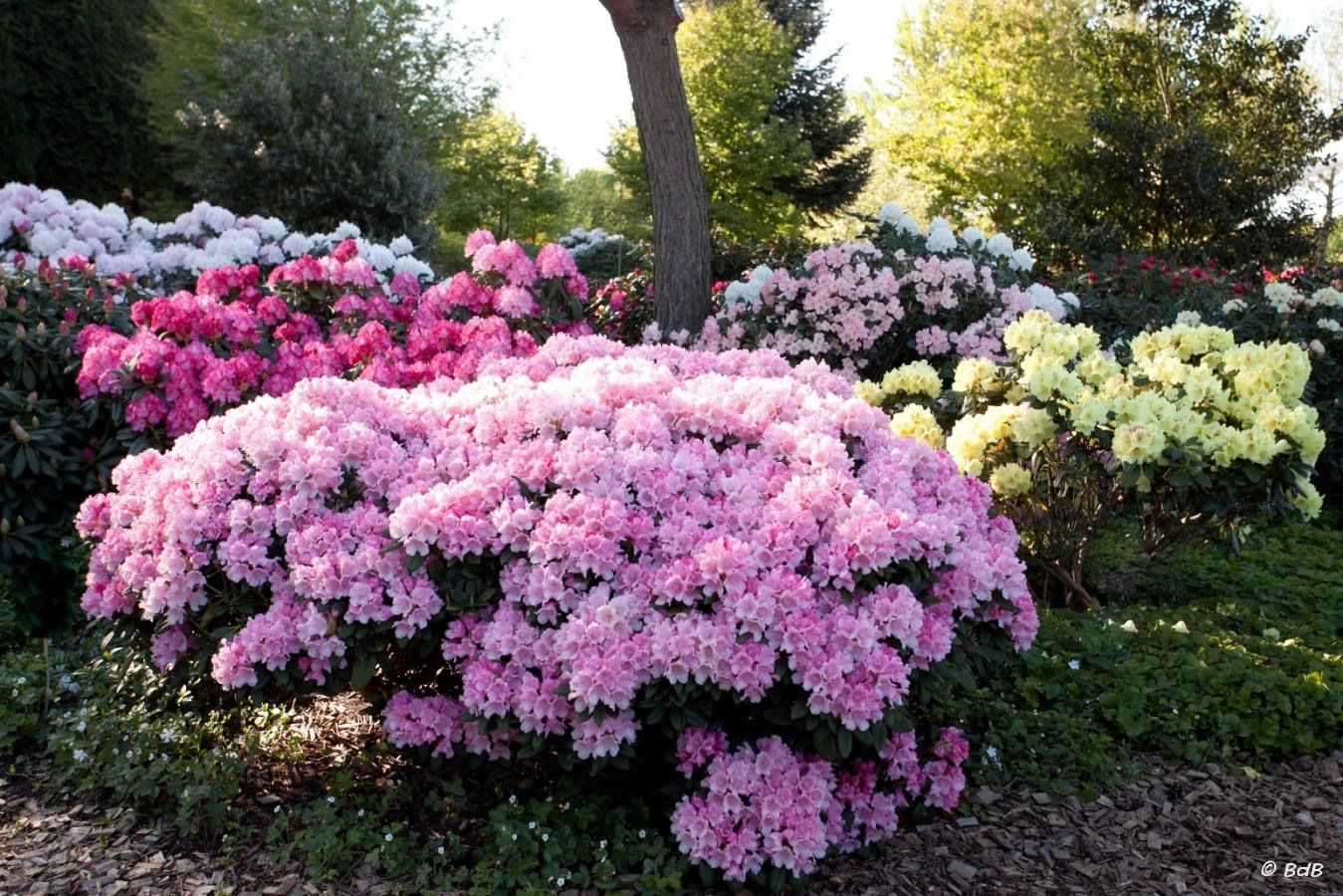 Многолетние цветущие кустарники для дачи: Декоративные кустарники: морозостойкие, многолетние, красивые, низкие для сада и дачи, цветущие все лето розовыми и желтыми цветами