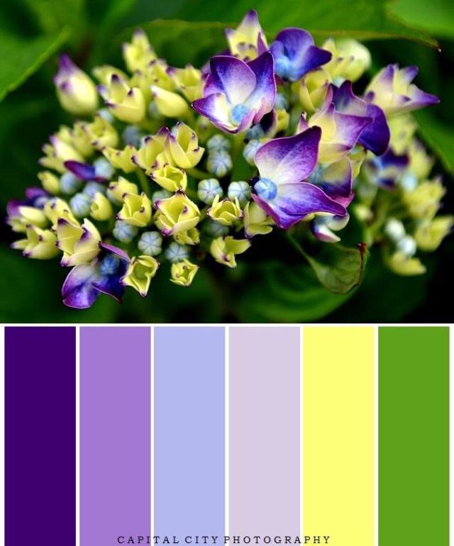 Фиолетовый с зеленым: Сочетания цветов: фиолетовый и зеленый