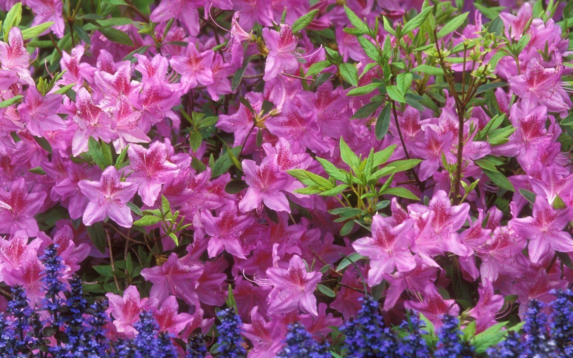 Многолетние цветущие кустарники фото и названия: Страница не найдена - Фермилон