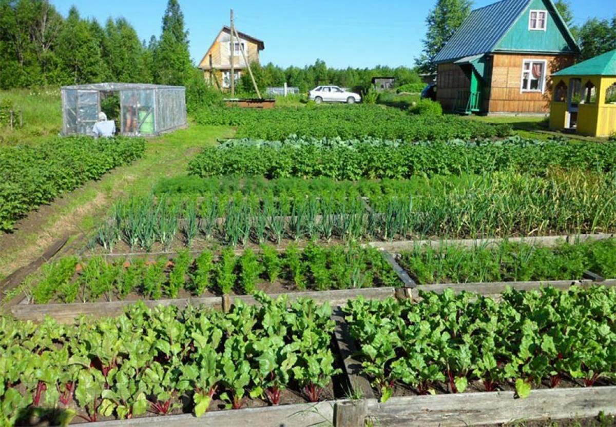 Огород большой: Грядки и клумбы от производителя