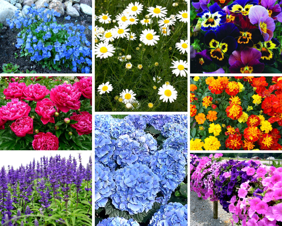 Цветы в саду многолетники фото и названия: Многолетние цветы для дачи. Каталог цветов, фото с названиями и кратким описанием