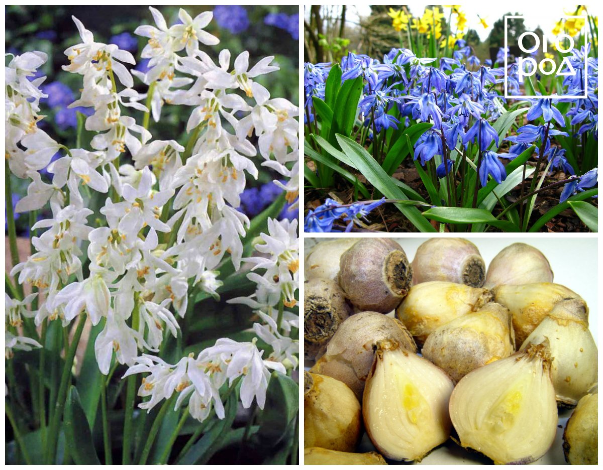 Названия луковичных цветов с картинками: посадка и уход в открытом грунте, выращивание в саду