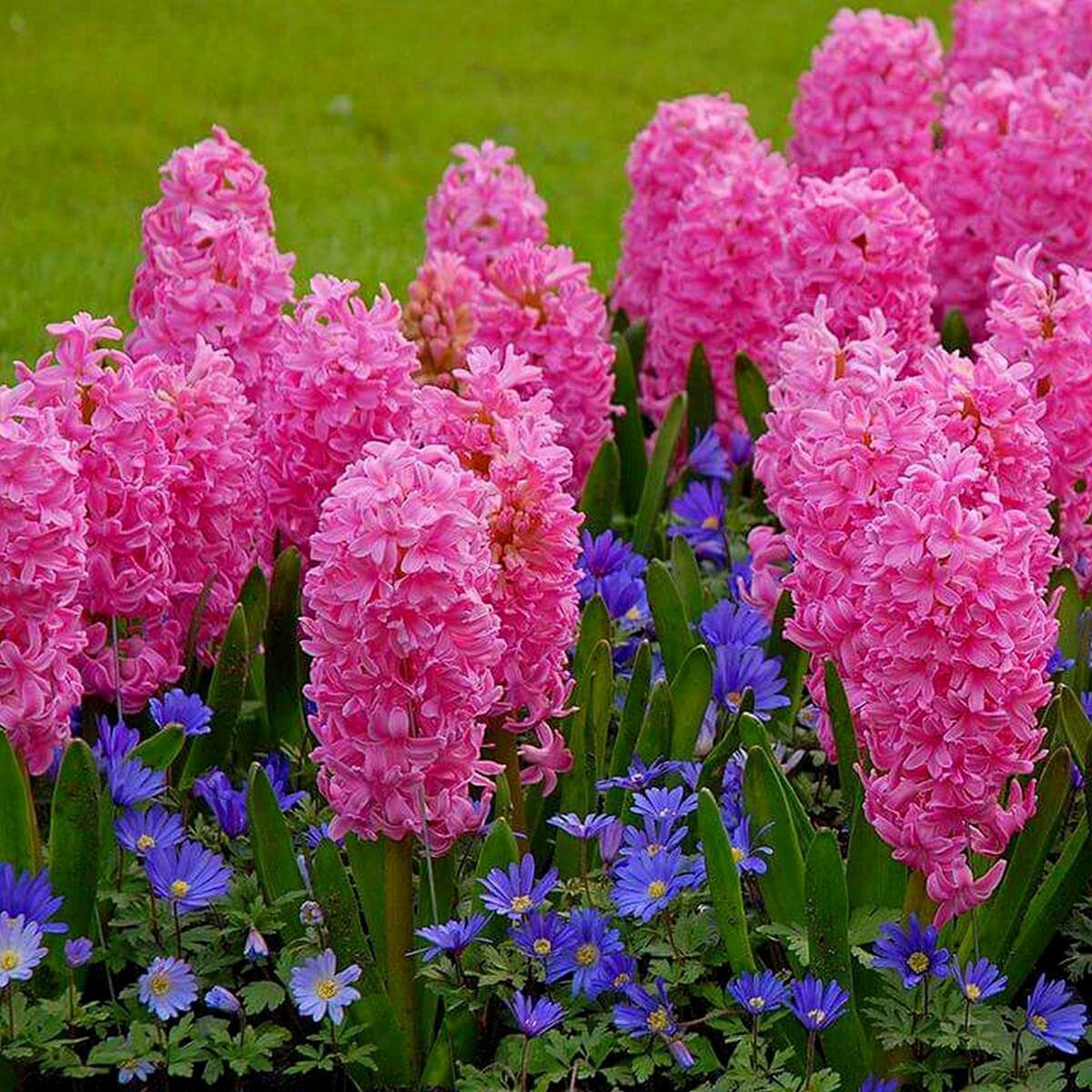 Цветы в саду многолетники фото и названия: Многолетние цветы для дачи. Каталог цветов, фото с названиями и кратким описанием