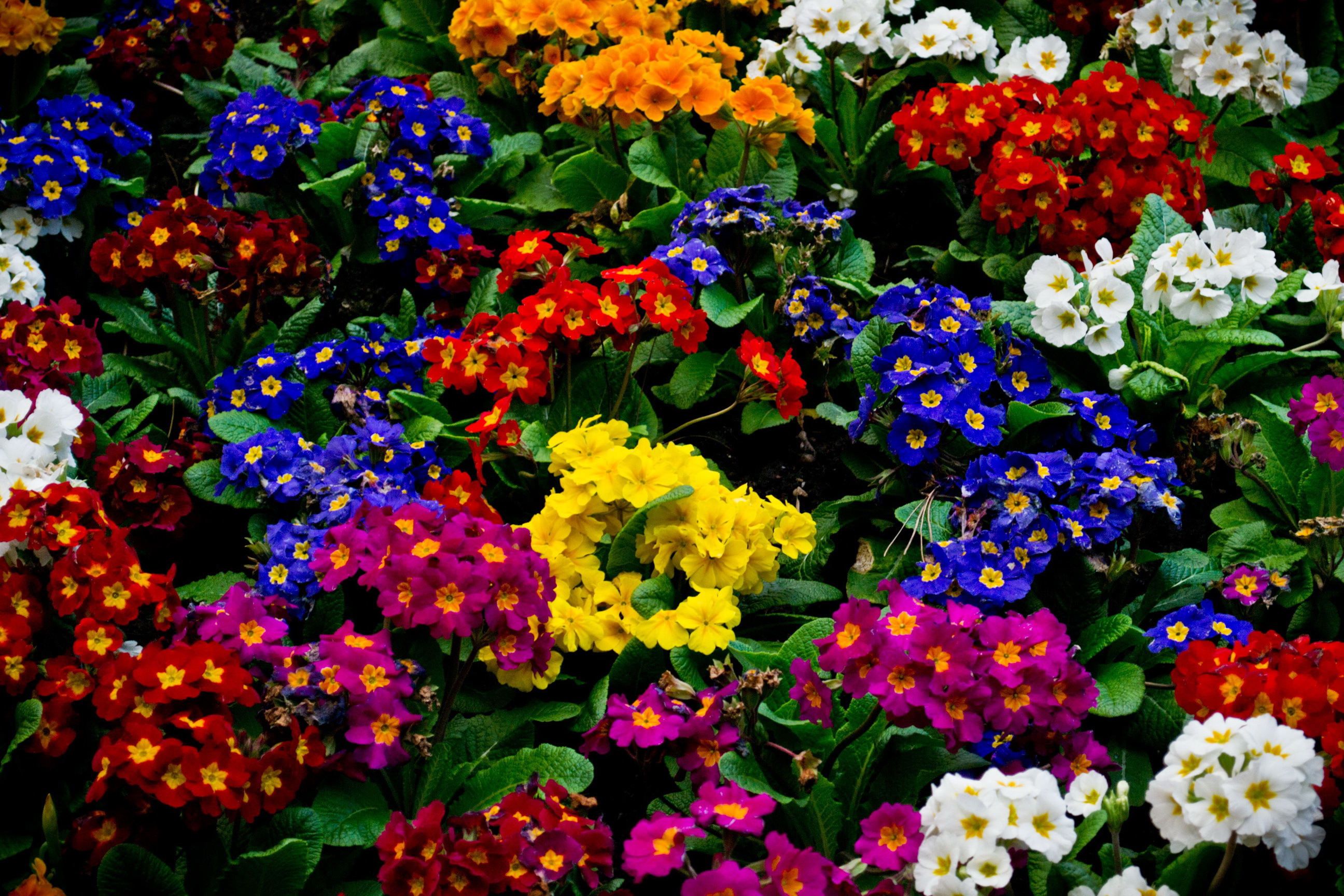 Название цветов с фото уличных: Садовые цветы с фото и названиями, подробным описанием