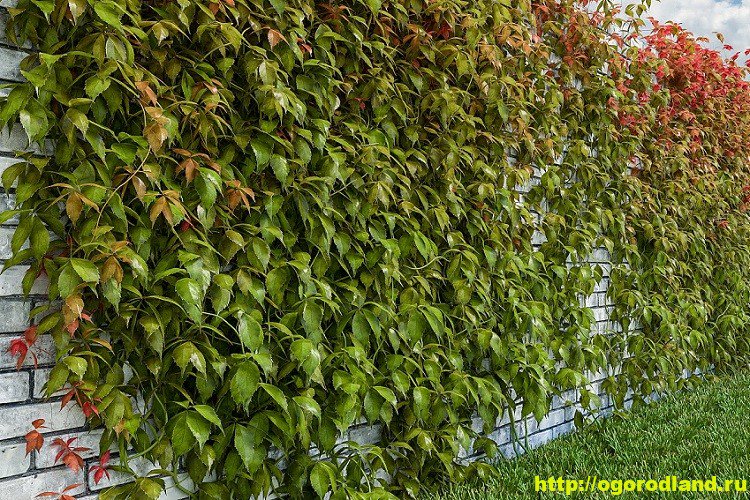 Вьющиеся растения быстрорастущие многолетние зимостойкие: Быстрорастущие вьющиеся растения - обзор неприхотливых многолетних растений (130 фото)