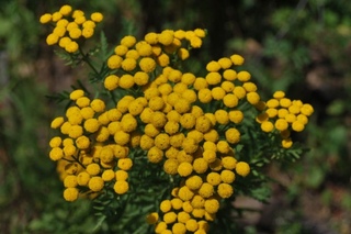 Цветы желтые название: многолетники и однолетники, высокие и низкие, вербейник на клумбе и кислица, другие виды с желтыми цветами для дачи