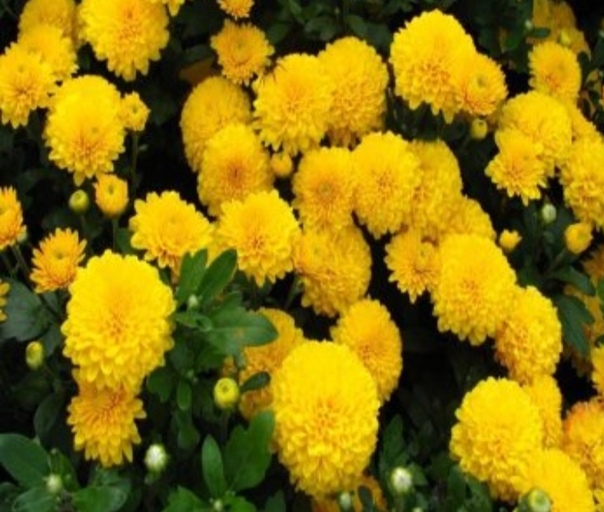 Цветы желтые название: многолетники и однолетники, высокие и низкие, вербейник на клумбе и кислица, другие виды с желтыми цветами для дачи