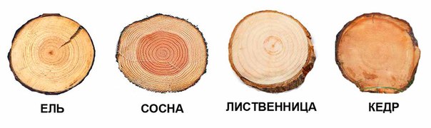 Виды древесина: Виды древесины