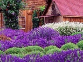 Фото цветов на даче: Тенелюбивые кустарники для сада многолетние, фото и названия