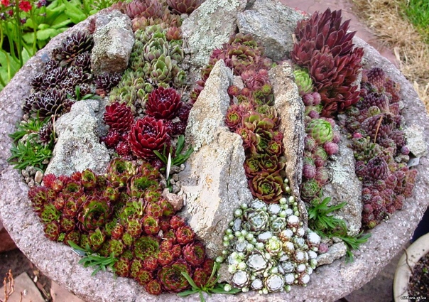 Цветы из камней фото: Цветы из натурального камня в магазине Камневеды