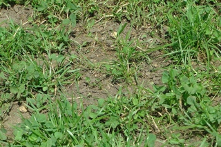 Газонная трава от сорняков: Газонная трава, которая уничтожает сорняки – Курская правда
