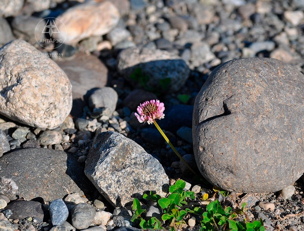 Цветы из камней фото: Цветы из натурального камня в магазине Камневеды
