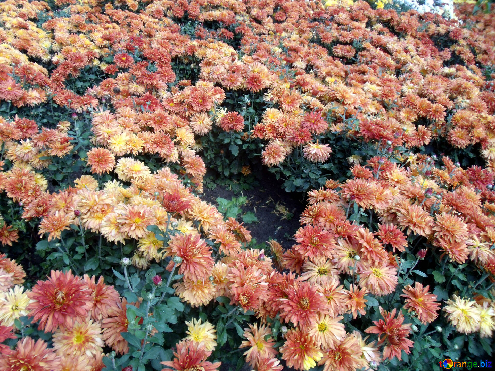 Цветы многолетние осенние: виды многолетников, примеры в саду на даче. Высокие морозоустойчивые и другие осенние цветы