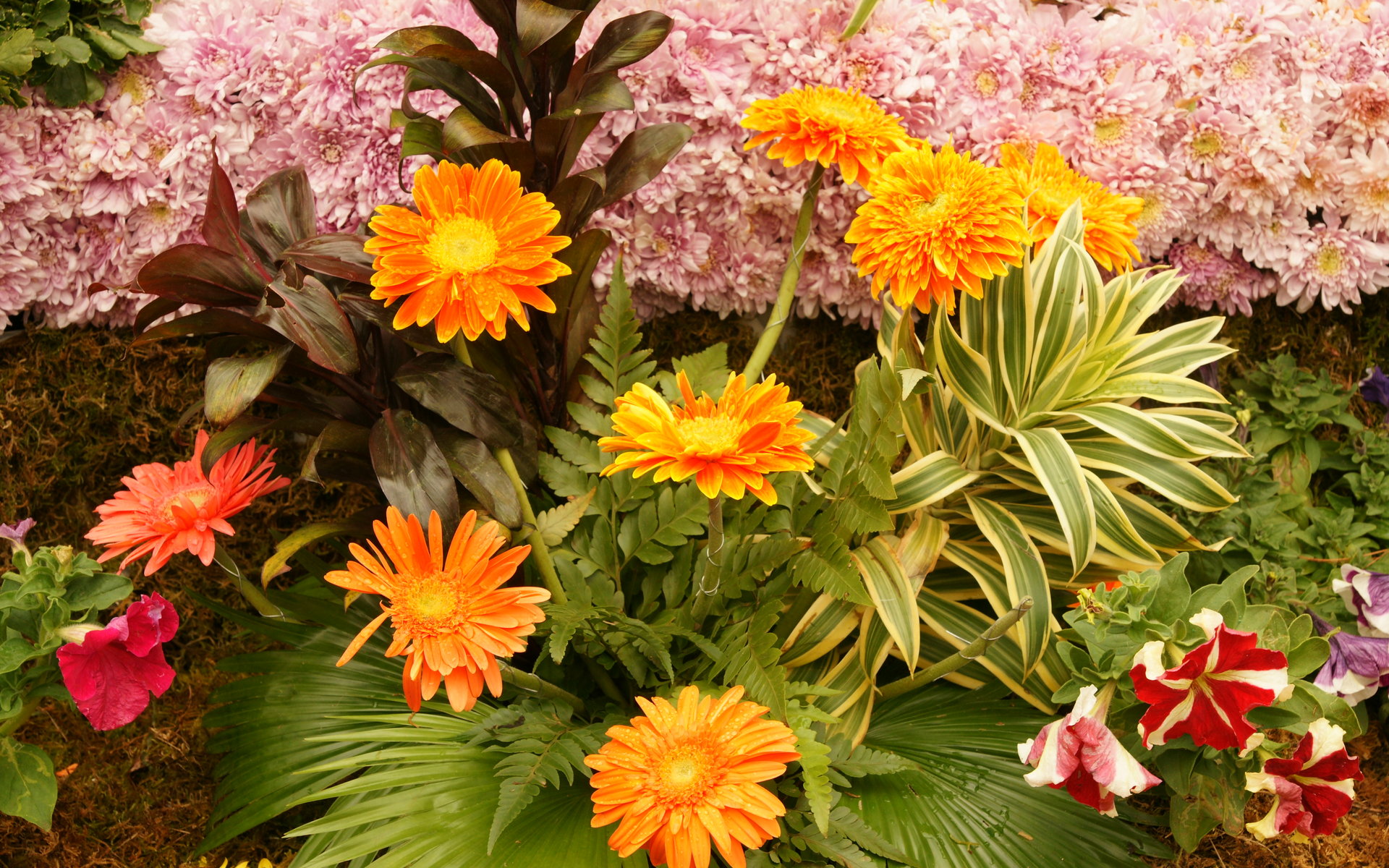 Декоративные цветы фото: Как узнать названия цветов и растений по фотографии. Советы и рекомендации цветоводам