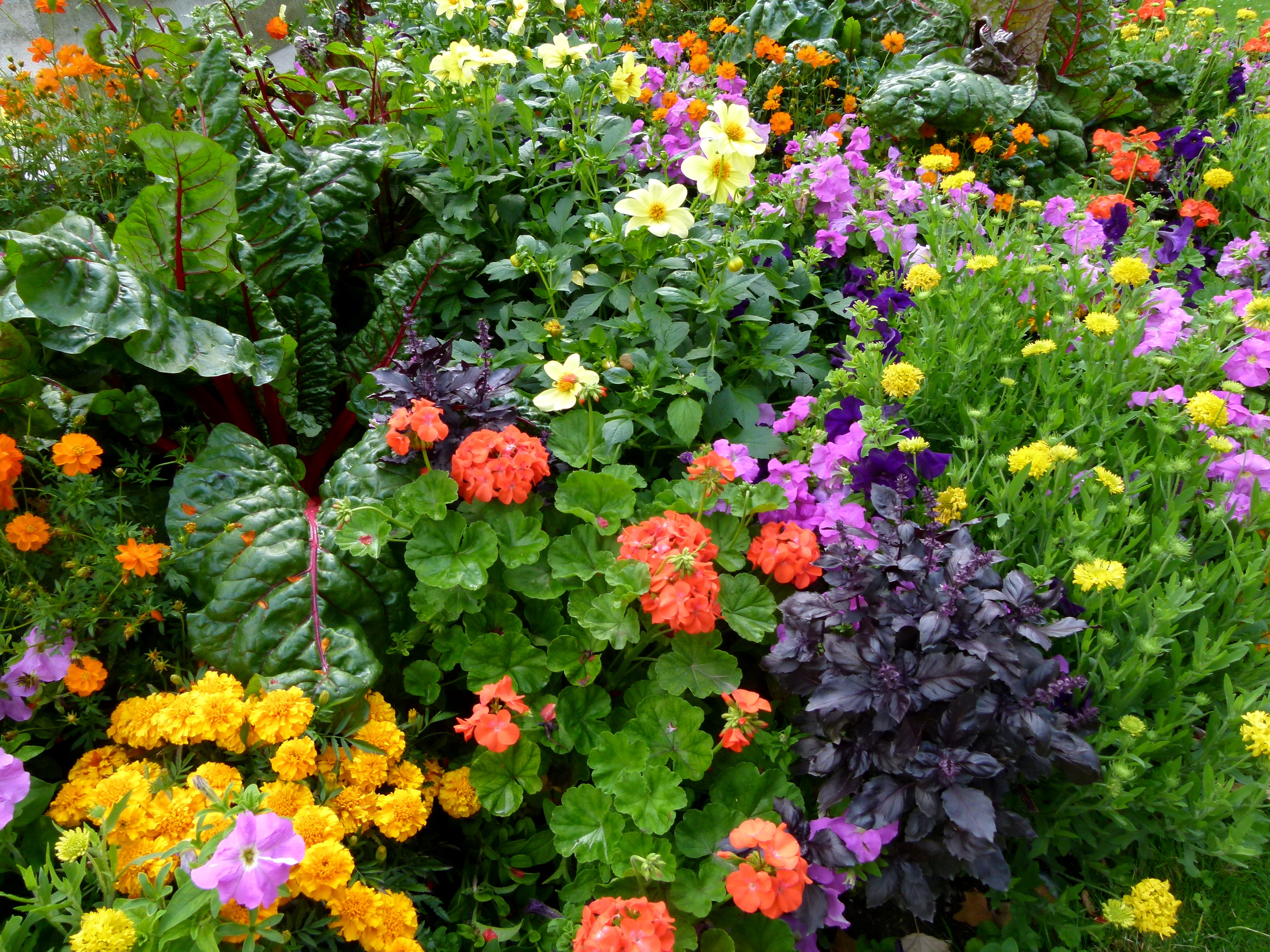 Цветы на огороде фото: 105 фото красивых и простых идей по оформлению участка