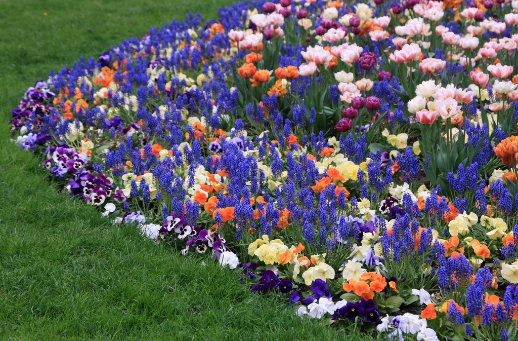 Цветы для огорода многолетние: Многолетние цветы для дачи. Каталог цветов, фото с названиями и кратким описанием