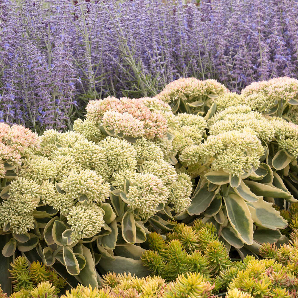 Цветы многолетние осенние: виды многолетников, примеры в саду на даче. Высокие морозоустойчивые и другие осенние цветы