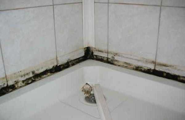 Антибактериальная грунтовка для стен – составы от плесени и грибка на стенах, противогрибковая грунтовка по бетону, антиплесень для ванной комнаты