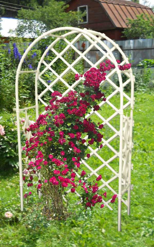Арки для цветов на даче фото – Садовая арка для вьющихся растений, винограда, роз и других цветов на даче своими руками: пошаговая инструкция с фото