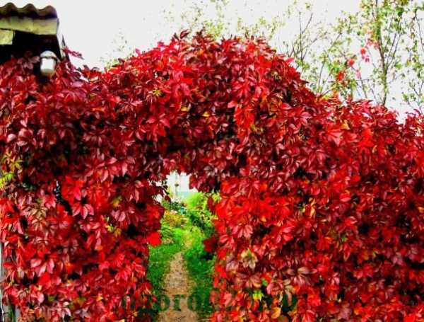 Арки для цветов своими руками на даче – Садовая арка для вьющихся растений, винограда, роз и других цветов на даче своими руками: пошаговая инструкция с фото