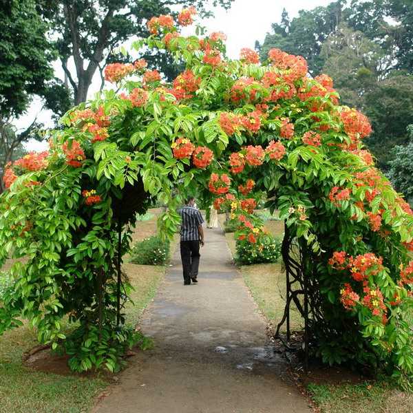 Арки для цветов своими руками на даче – Садовая арка для вьющихся растений, винограда, роз и других цветов на даче своими руками: пошаговая инструкция с фото