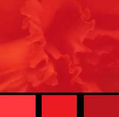 Цвет сочетающийся с красным – сочетание цветов для верхней одежды из кролика, почему спартанцы носили красное