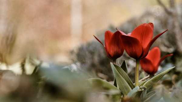 Цветок фото – Фото цветов | Про-ЦВЕТЫ.рф - фото цветов и букетов, стихи и загадки про цветы, цитаты и афоризмы