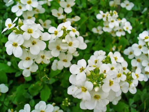 Цветы для клумбы цветущие все лето фото и название многолетники – Каталог многолетних цветов для дачи: фото с названиями растений