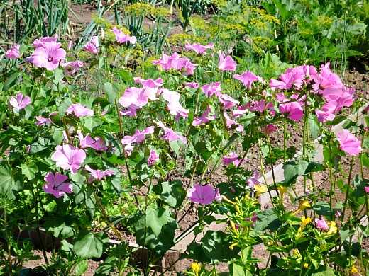 Цветы для клумбы цветущие все лето фото и название многолетники – Каталог многолетних цветов для дачи: фото с названиями растений