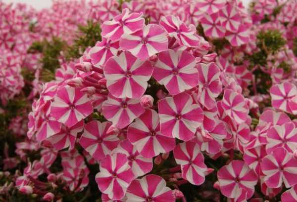 Цветы для огорода многолетние – Многолетние цветы - посадка и уход. Фото обзор красивого оформления на дачном участке