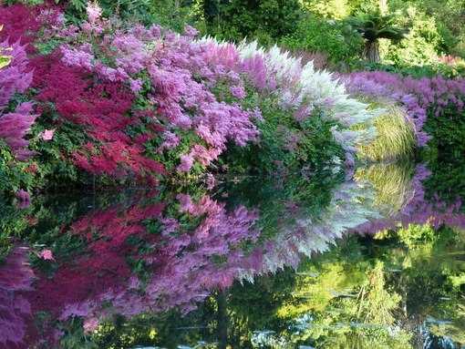 Цветы для огорода многолетние – Многолетние цветы - посадка и уход. Фото обзор красивого оформления на дачном участке