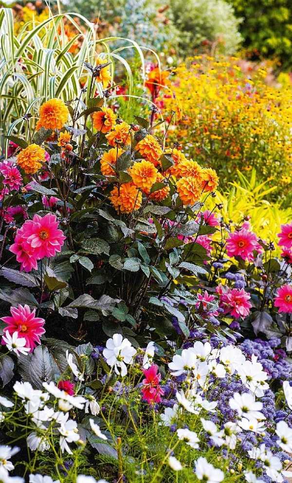 Цветы красивоцветущие для сада – Многолетние цветы для сада, не требующие ухода – есть такие! Топ-10 многолетних цветов для дачи: красивых, неприхотливых (фото) - Женское мнение
