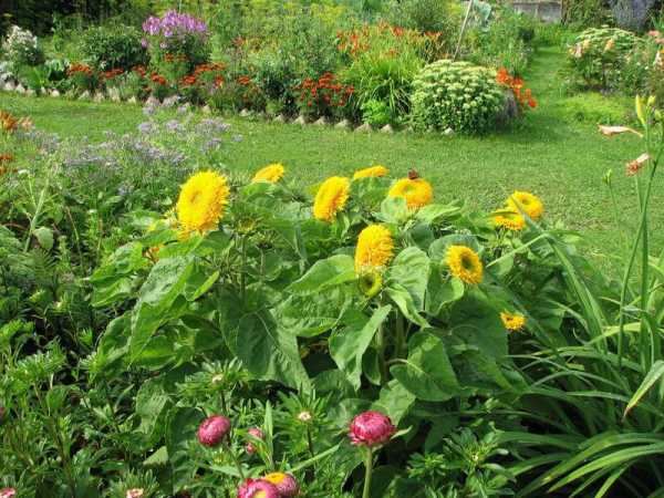Цветы красивоцветущие для сада – Многолетние цветы для сада, не требующие ухода – есть такие! Топ-10 многолетних цветов для дачи: красивых, неприхотливых (фото) - Женское мнение