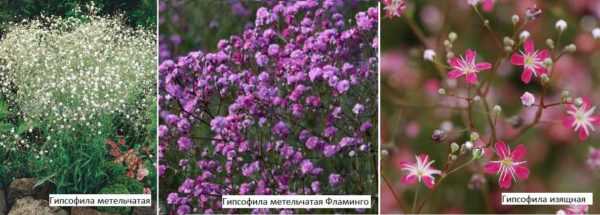 Цветы круглые – Шаровидные цветы для круглых дач: фото, описание