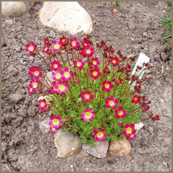 Цветы круглые – Шаровидные цветы для круглых дач: фото, описание