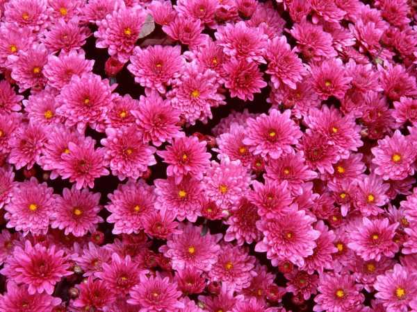 Цветы многолетние осенние – названия, сорта, описание, картинка посадки, как создать цветник, какие растения использовать, выращивание, уход осенью (20 фото)