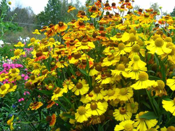 Цветы многолетние осенние – названия, сорта, описание, картинка посадки, как создать цветник, какие растения использовать, выращивание, уход осенью (20 фото)