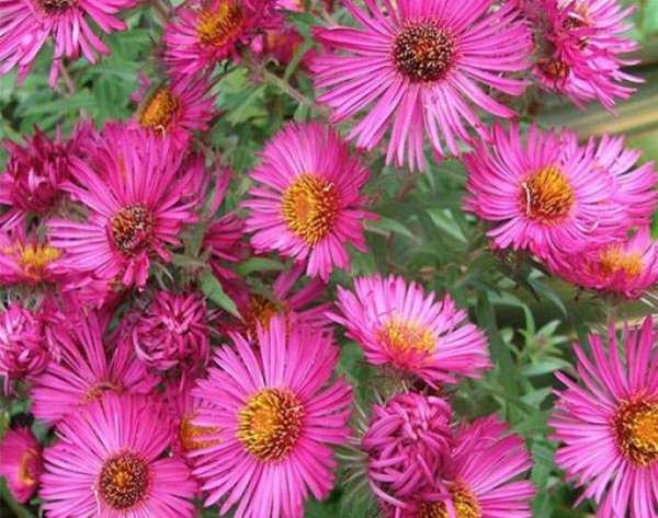 Цветы многолетние семена – как и какие цветковые культуры посеять, чтобы год за годом наслаждаться красотой клумб на дачном участке