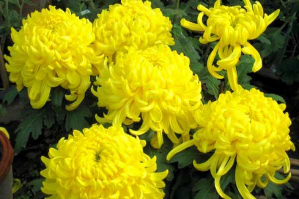 Цветы многолетние желтые высокие – Как называются высокие желтые цветы многолетники – Многолетние цветы для дачи. Каталог цветов, фото с названиями и кратким описанием - "Строим Дом"