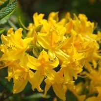 Цветы многолетние желтые высокие – Как называются высокие желтые цветы многолетники – Многолетние цветы для дачи. Каталог цветов, фото с названиями и кратким описанием - "Строим Дом"