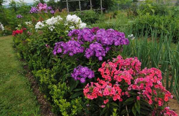 Цветы на даче цветущие все лето многолетники фото с названиями – Каталог многолетних цветов для дачи: фото с названиями растений