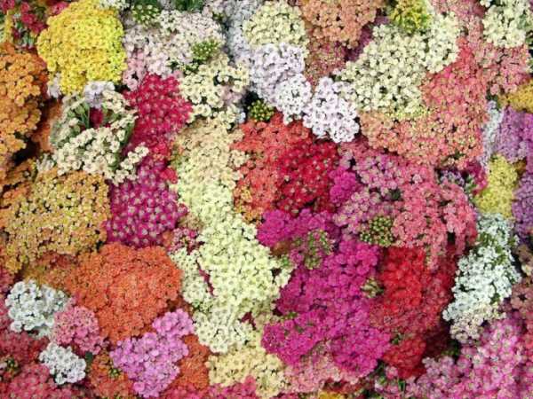Цветы на даче цветущие все лето многолетники фото с названиями – Каталог многолетних цветов для дачи: фото с названиями растений