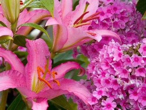 Цветы на клумбах названия – названия популярных осенних растений, цветники с лаватерой, розой и декоративной травой, какие виды растут в тени